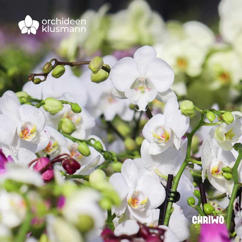 chriwo referenzen orchideen klusmann 1